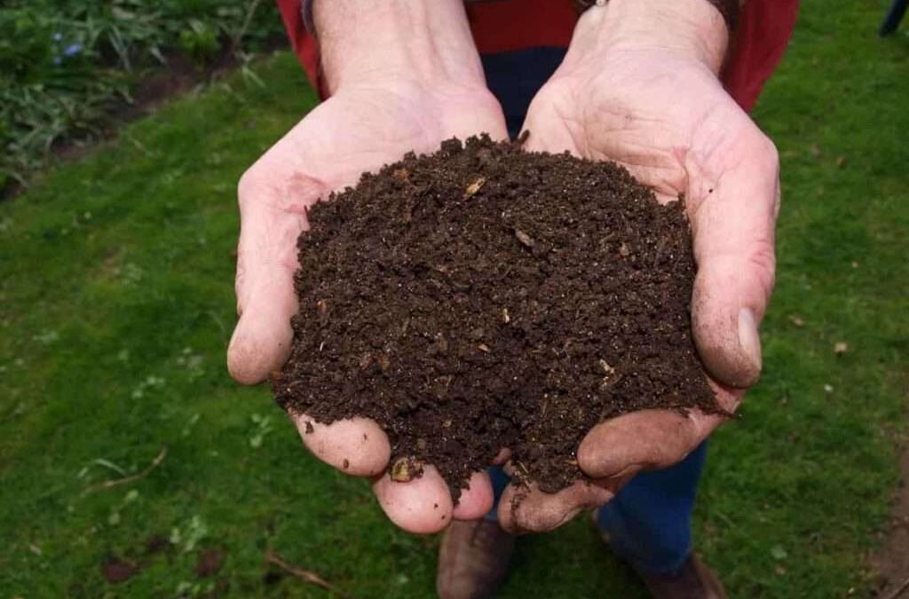 Sustainable Areca Palm Leaf Waste Management: Agrileaf’s Eco-friendly Approach